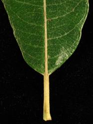 Salix ×calodendron. Leaf base and petiole.
 Image: D. Glenny © Landcare Research 2020 CC BY 4.0